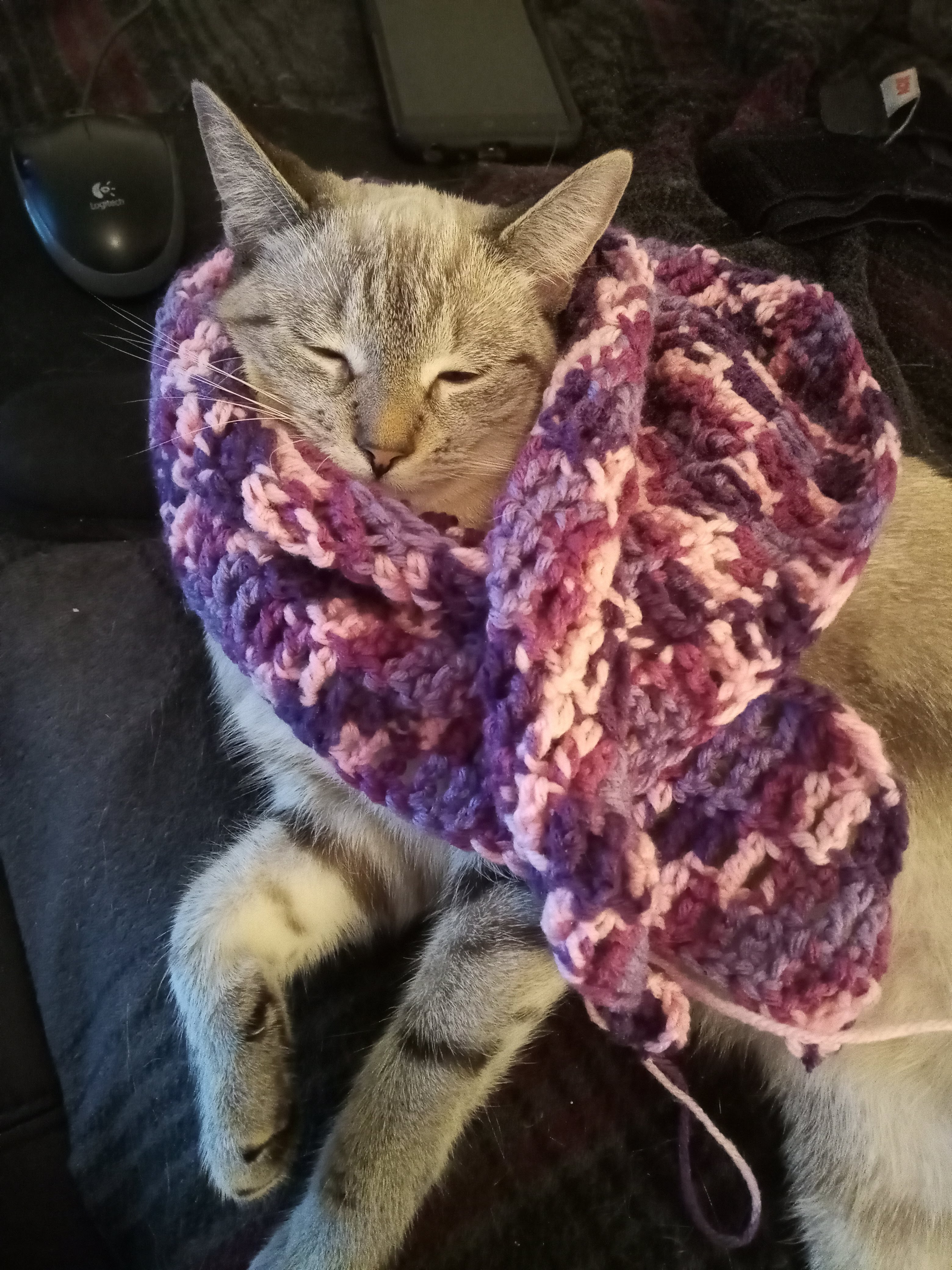 a gray tabby cat reclining with eyes closed wearing a partially complete pink and purple shawl around her head and neck