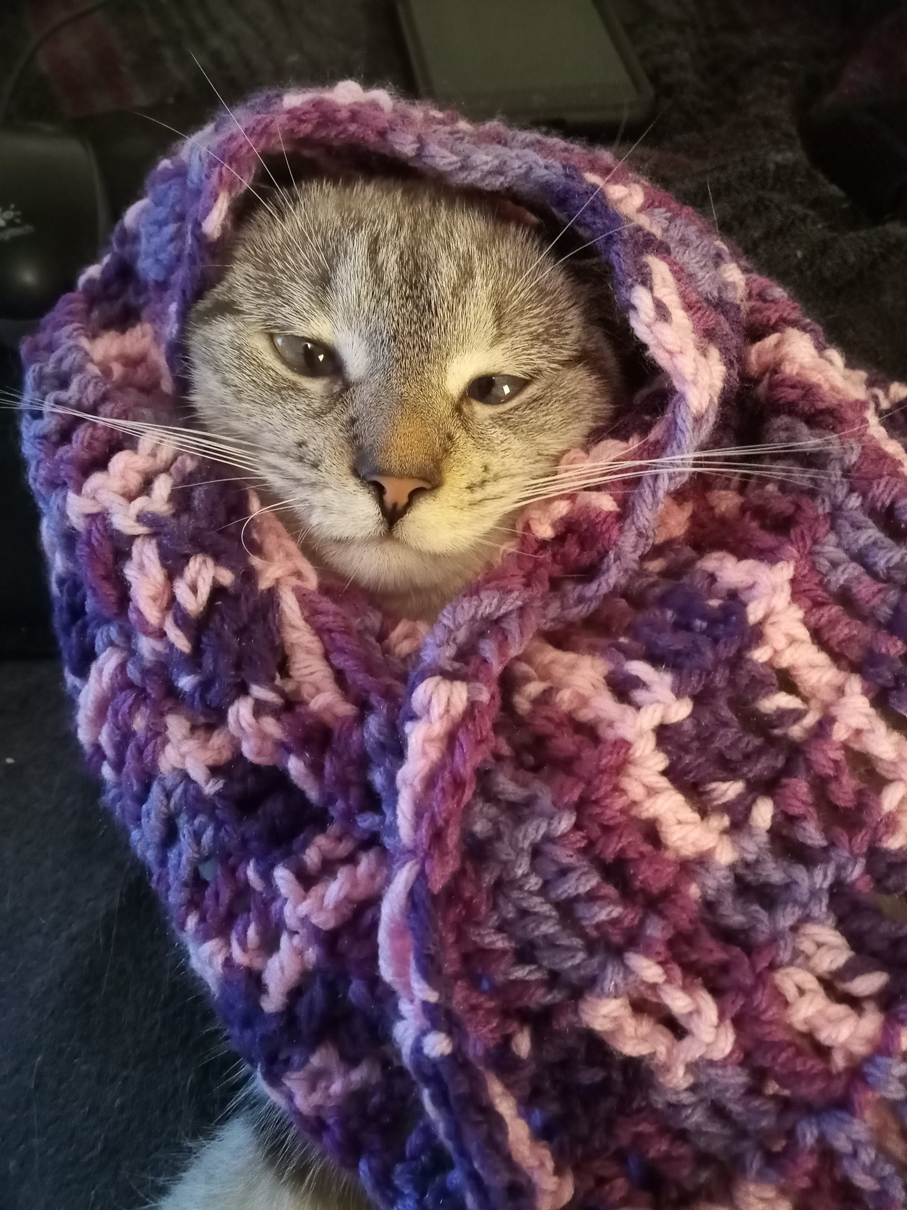 a gray tabby cat wearing a partially complete pink and purple shawl looking at the camera